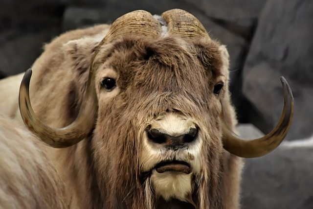 musk ox, buffalo, animal