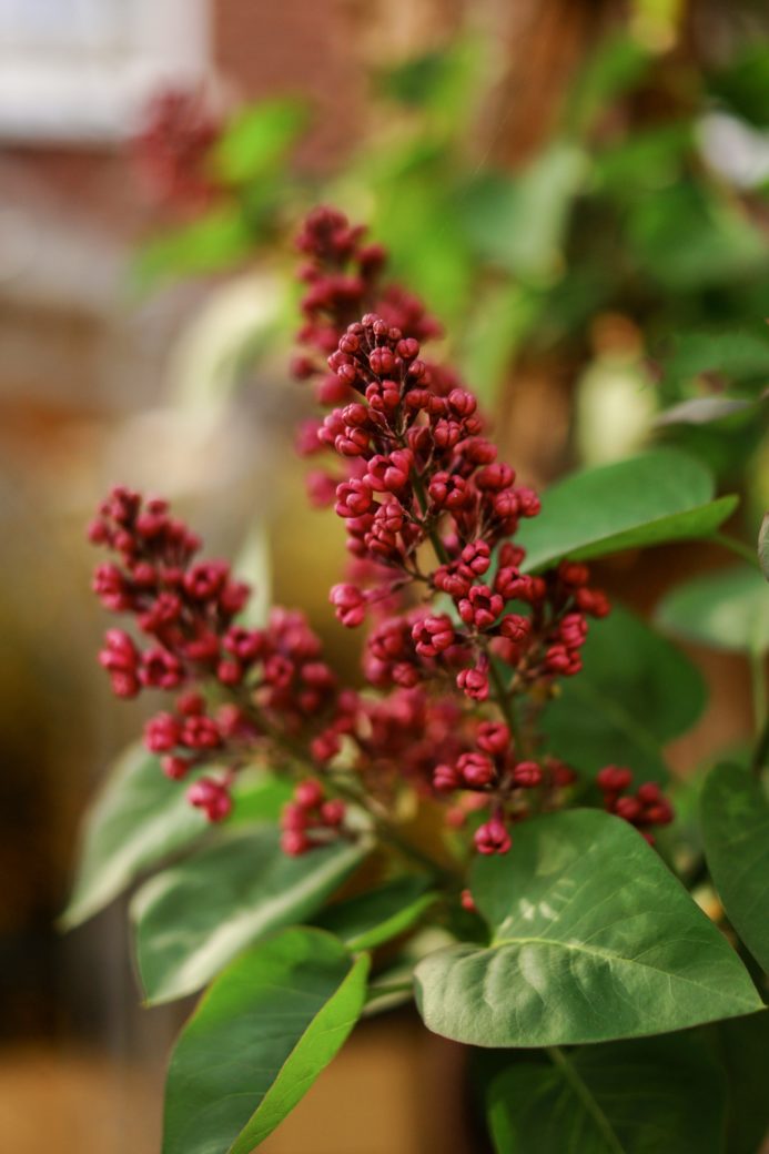 Photo by Katarzyna Modrzejewska: https://www.pexels.com/photo/close-up-of-smooth-sumac-4267420/