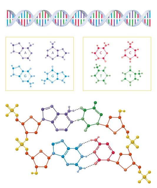 dna, helix, amino acids