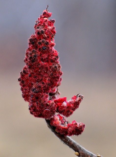 sumac, plant, nature