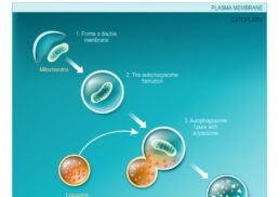 Autophagy: Understanding the Cellular and Molecular Mechanisms