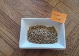All You Need to Know About Ajwain: Health Benefits, Nutrients, Preparation Instructions, and More!