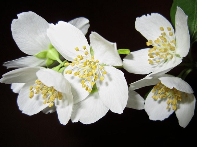 flower, jasmine, bush