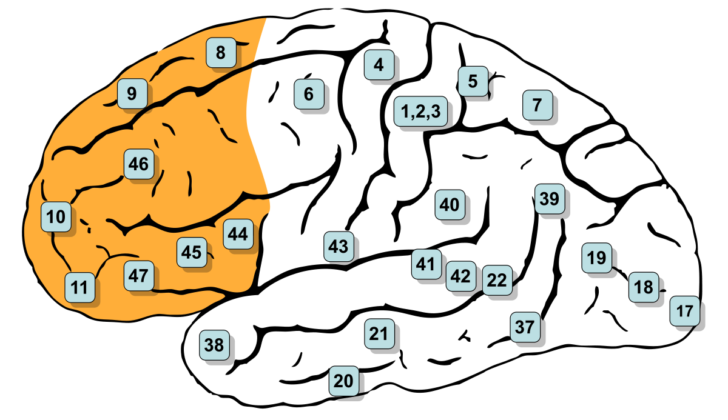 2fefc70f 6283 4ce4 bfd3 3859c1edd6cc Tapping into the Capabilities of the Prefrontal Cortex Prefrontal cortex