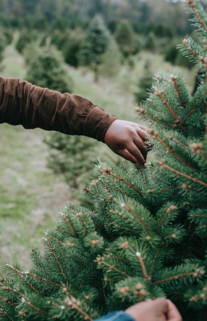 Photo by Any Lane: https://www.pexels.com/photo/hands-of-black-men-holding-conifer-tree-branches-5727730/
