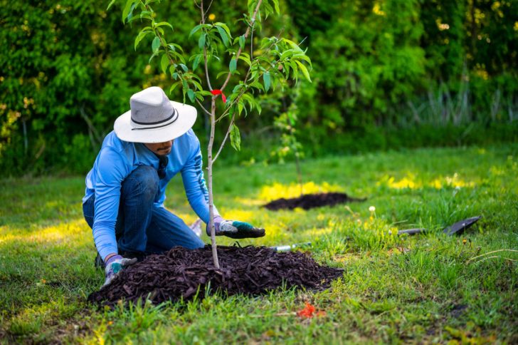 Photo by Alfo Medeiros: https://www.pexels.com/photo/man-in-blue-long-sleeve-shirt-planting-a-tree-11534117/