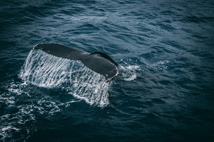 Photo by Rudy Kirchner: https://www.pexels.com/photo/photography-of-whale-tail-on-water-surface-831084/