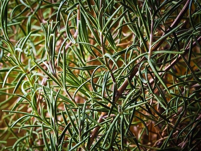 rosemary, plant, herbs