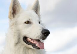 Unleashing the Link: Understand How Dogs Are Wolves’ Descendants