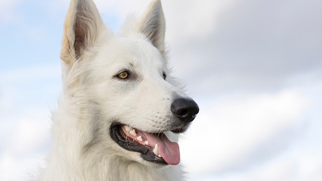 dog, white shepherd, canine