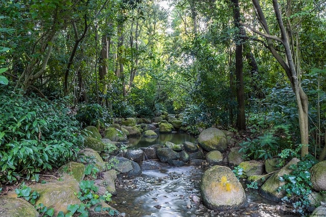 garden, calouste gulbenkian foundation, stream