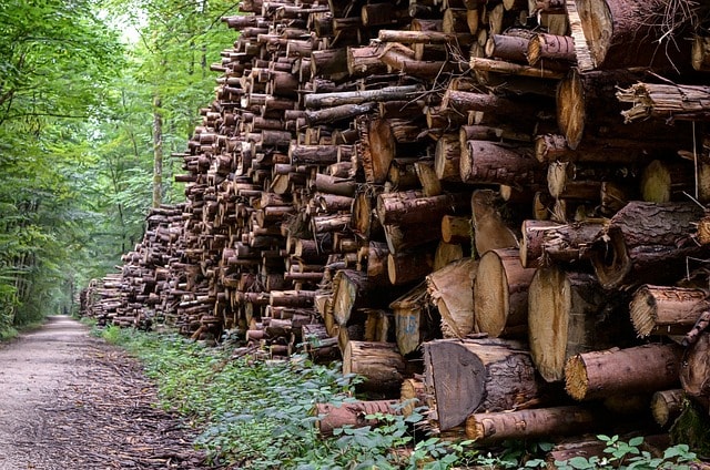 wood, forestry, economy