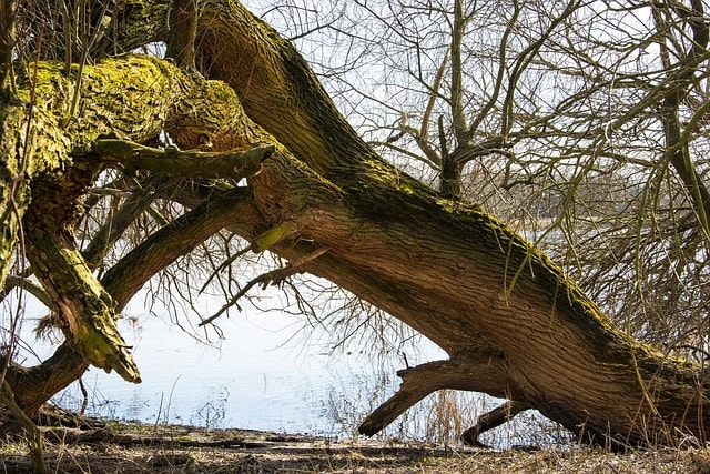 elbe, elbe bank, flow