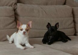 The Essential Guide to the Characteristics of Chihuahua Dogs