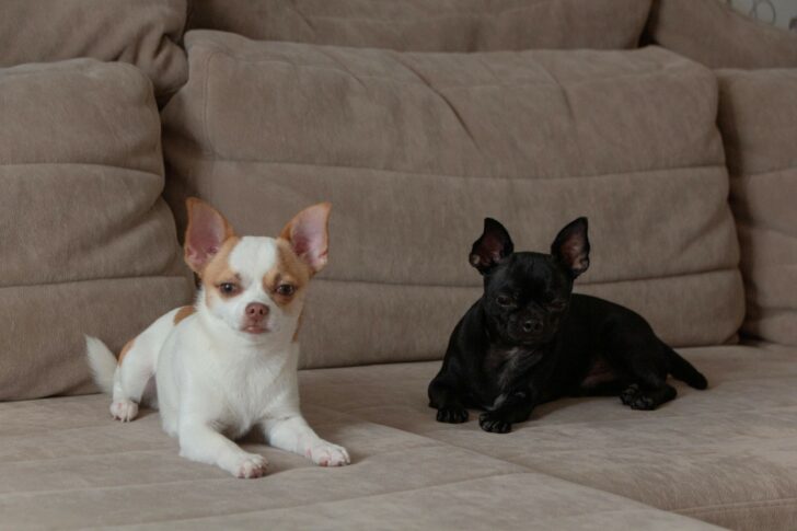 Photo by ALINA MATVEYCHEVA : https://www.pexels.com/photo/two-dogs-on-a-sofa-17180657/