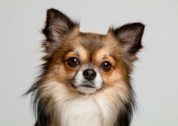 The Best Chihuahua Breeds: Traits, Tips, and Care