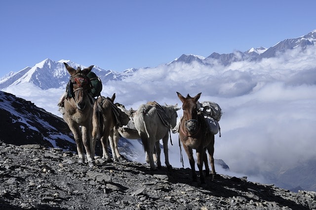 donkey, himalaya, nepal