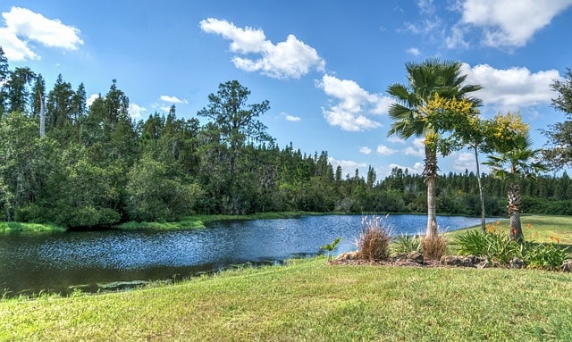 florida landscape, pond, palm trees