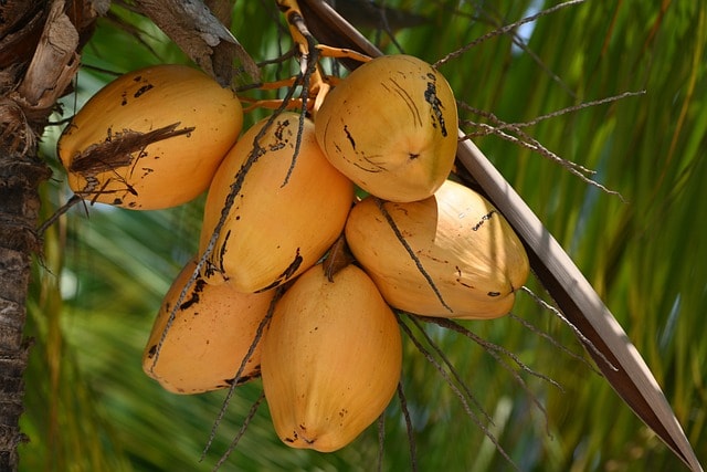 coconuts, nature, tropical